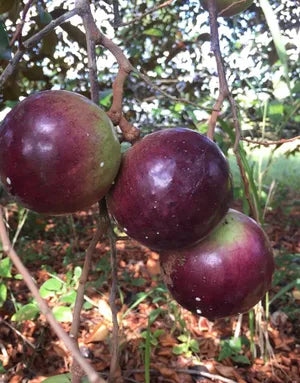 4 Star Apple Tree Cuttings | Chrysophyllum cainito | Unrooted 5–6" Grafting Wood | Tropical Caimito Fruit Tree