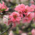 Pink Flowering Quince Tree Bare Root Sapling | Hardy Ornamental Shrub with Vibrant Pink Blooms | Chaenomeles speciosa
