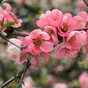 Pink Flowering Quince Tree Bare Root Sapling | Hardy Ornamental Shrub with Vibrant Pink Blooms | Chaenomeles speciosa