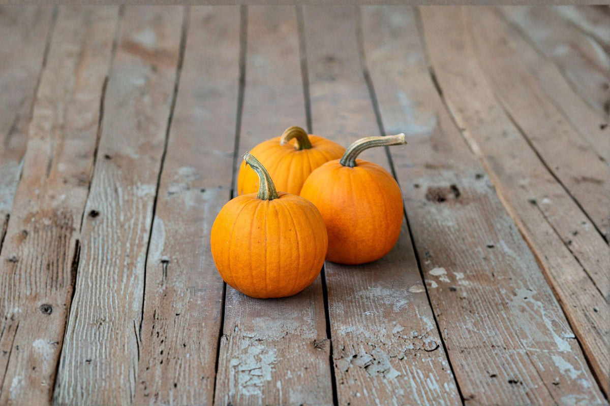 Small Sugar Pumpkin Seeds | Heirloom Cucurbita pepo for Baking & Cooking | Sweet Flesh, Classic Pie Pumpkin