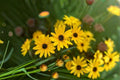 Helianthus angustifolius Swamp Sunflower Seeds – Native Perennial Pollinator Plant for Gardens & Meadows