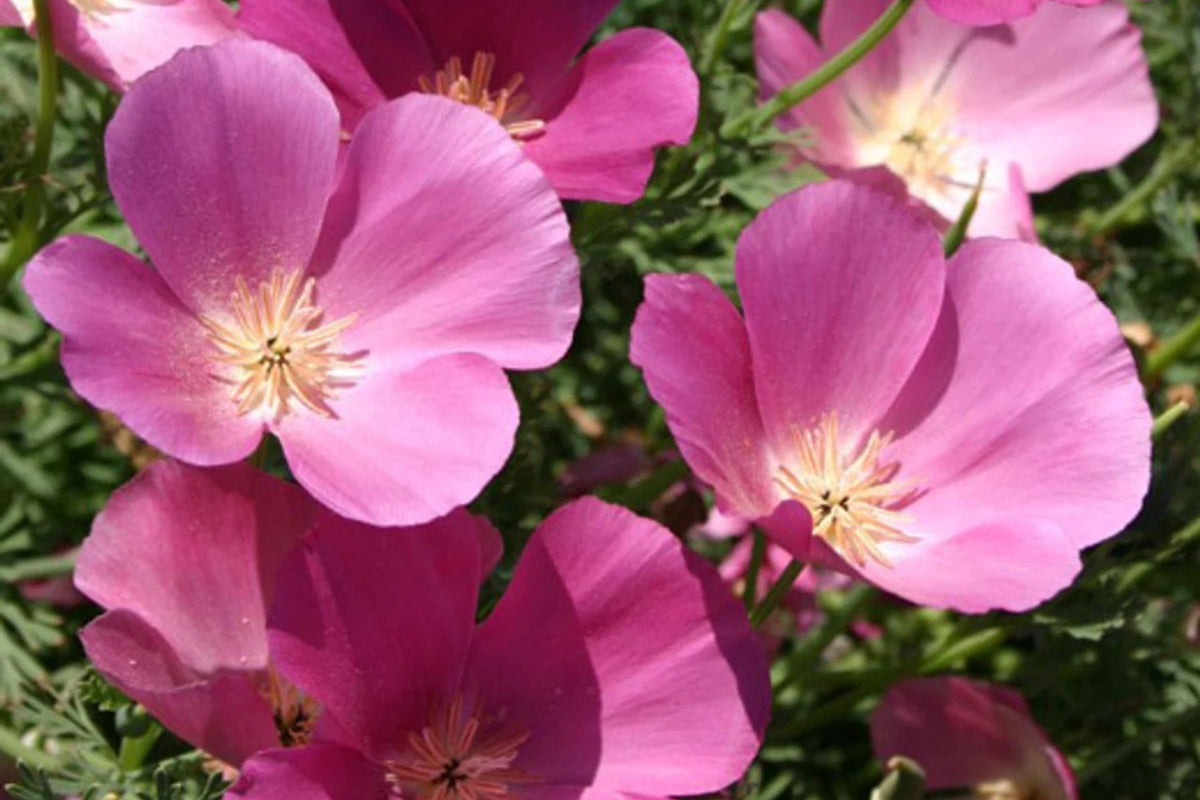 Purple Gleam California Poppy Seeds | Pink & Lavender Blooms | Drought Tolerant | Eschscholzia californica | Wildflower & Pollinator Seeds