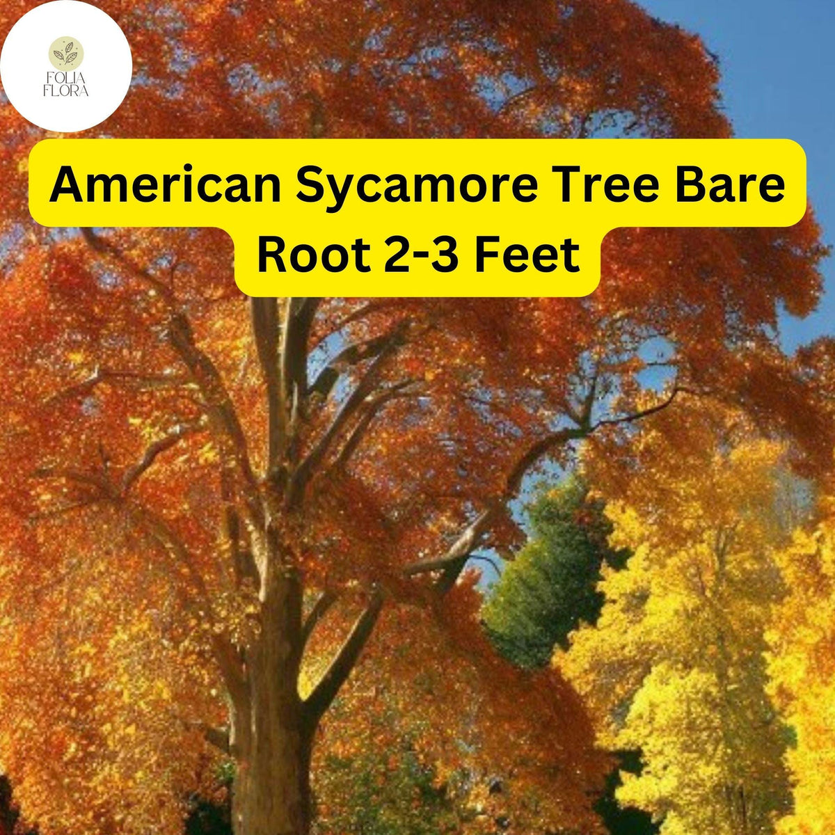 American Sycamore Tree Bare Root Plant - 2-3 Ft, Fast-Growing Shade Tree, Platanus occidentalis