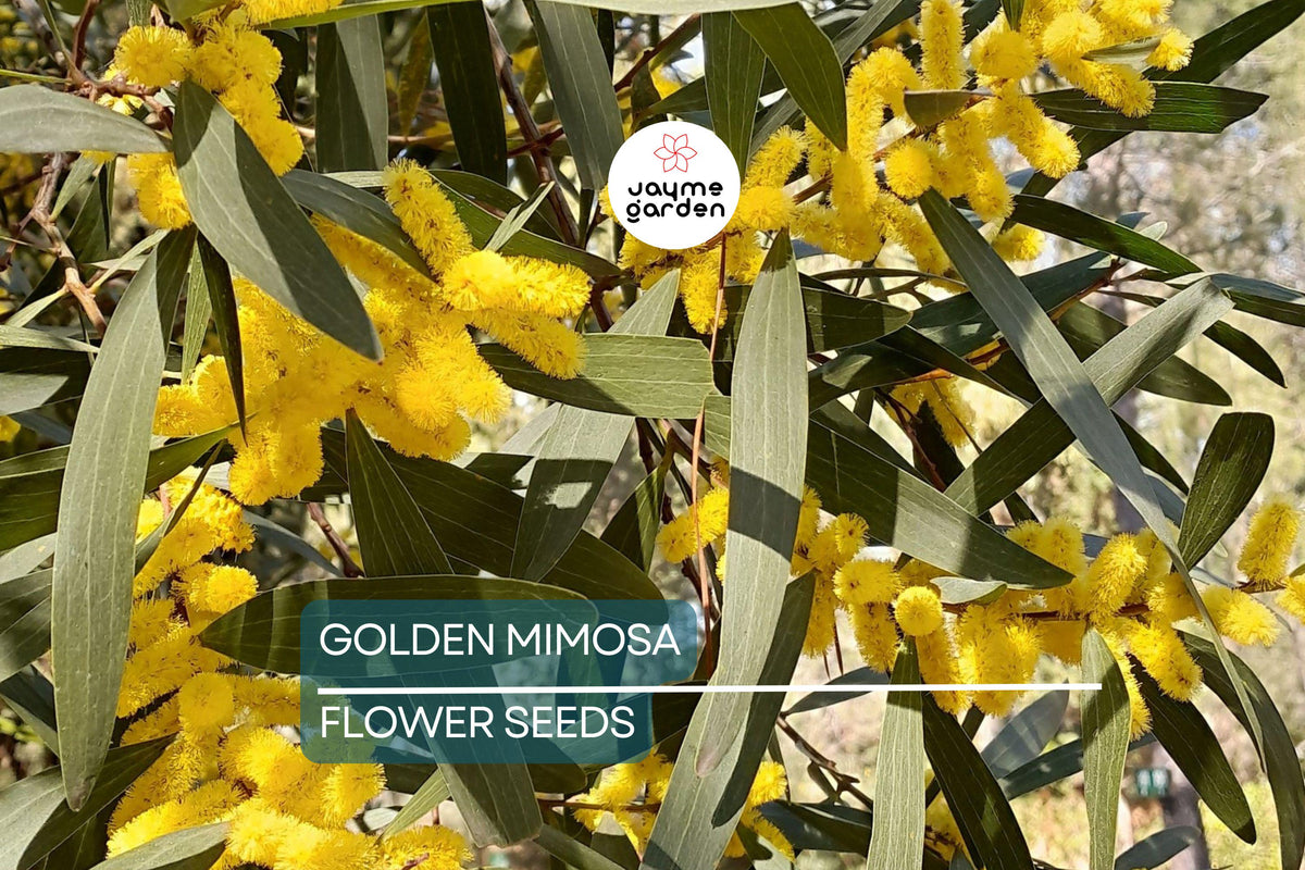 Golden Mimosa Tree Seeds | Acacia baileyana | Fast-Growing Ornamental Tree with Yellow Wattle Flowers
