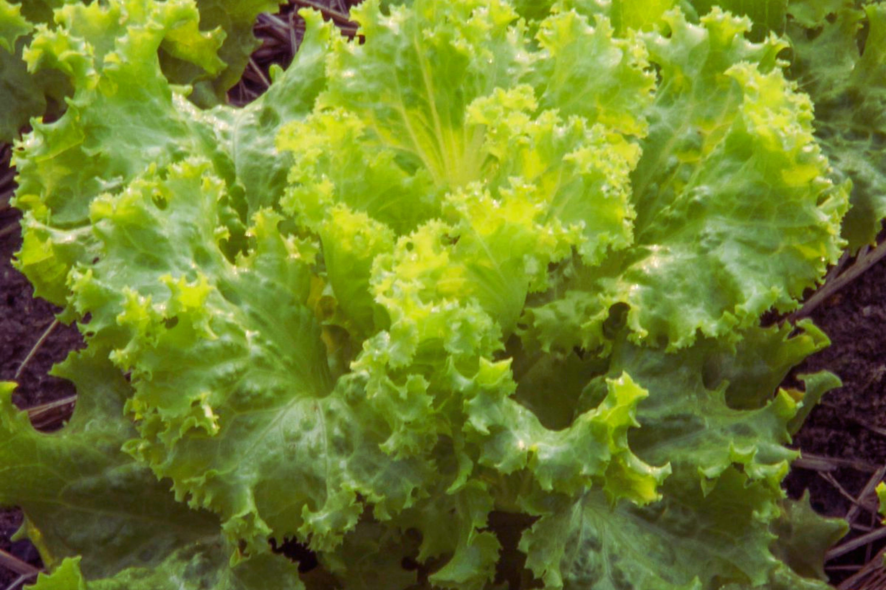 Southern Giant Curled Mustard Seeds - Brassica juncea, 50g, Indian/Chinese Leaf Mustard, Edible Greens, Cool Weather Crop