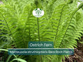 10 Ostrich Fern Bare Root Plants – Native Perennial, Glade Fern, Shade Garden, Woodland Groundcover, Matteuccia struthiopteris