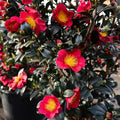 Yuletide Red Camellia Sasanqua Live Bareroot Shrub – Winter-Blooming Evergreen Plant
