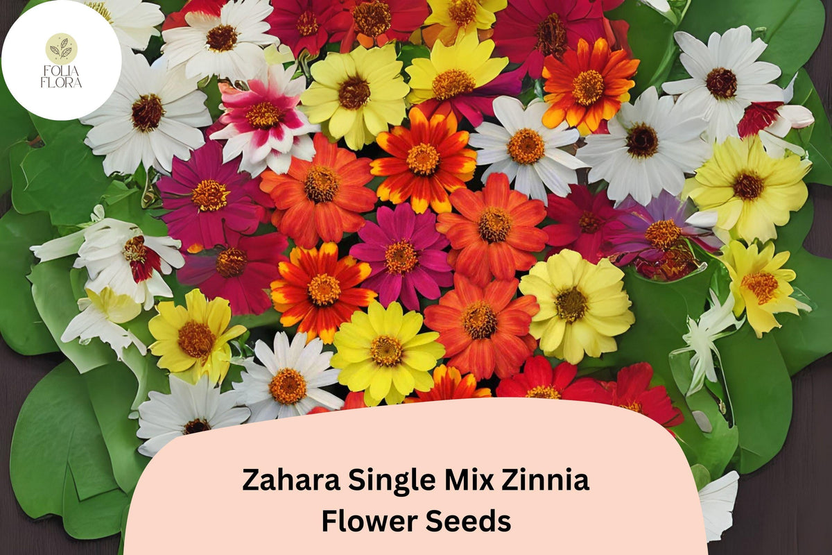 Zinnia Seeds – Zahara Single Mix, Bright Colors, Low-Growing Annual for Gardens & Containers, Zinnia marylandica