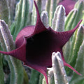 Black Bell Stapelia Live Baringoot Plant – Rare Huernia leendertziae Succulent with Black Flowers