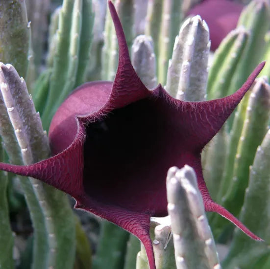 Black Bell Stapelia Live Baringoot Plant – Rare Huernia leendertziae Succulent with Black Flowers