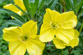 Missouri Yellow Primrose Seeds, Drought Tolerant, Yellow Flowers, Pollinator Magnet, 8-12 Inches Tall, USDA Zones 4-9, Non-GMO