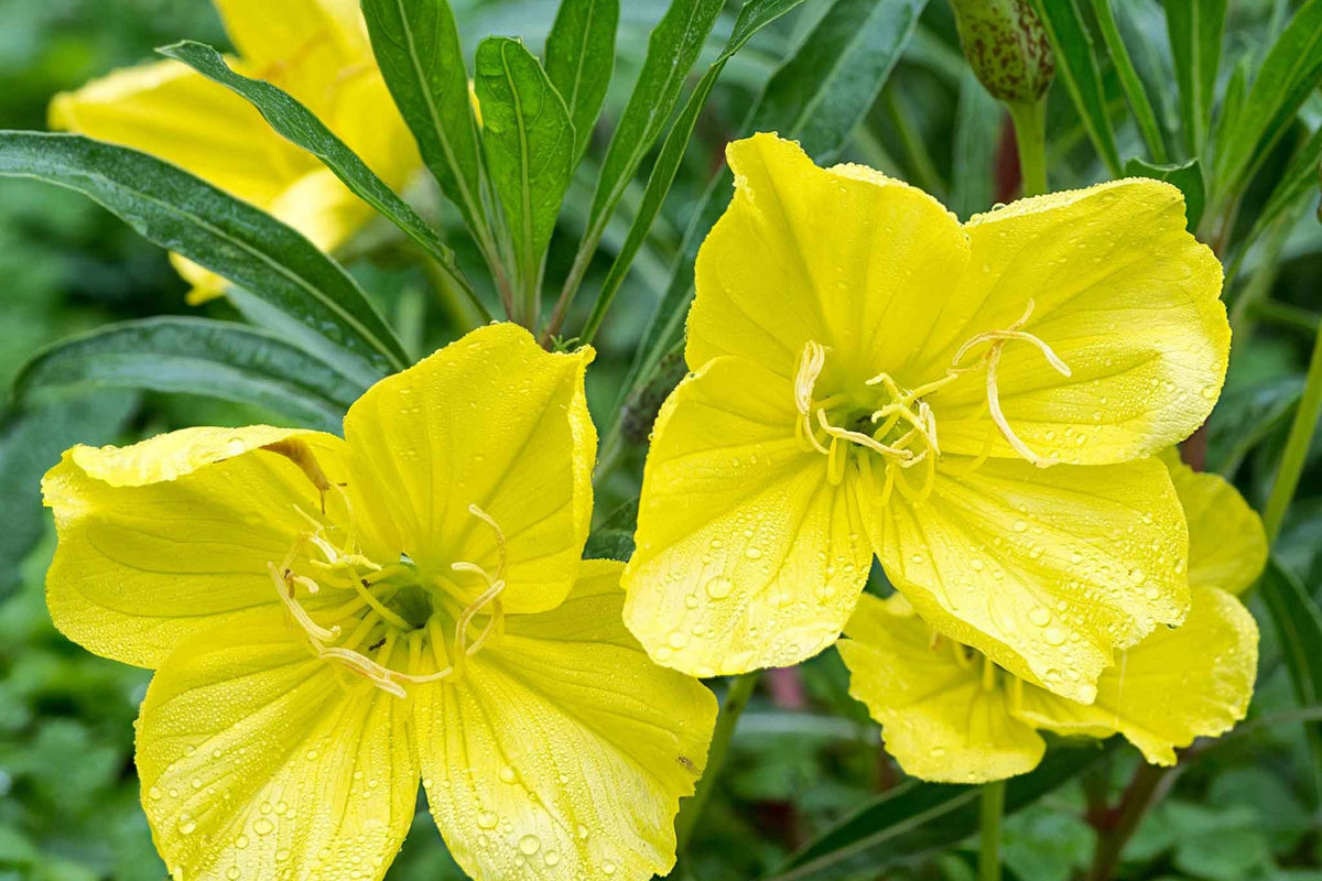 Missouri Yellow Primrose Seeds, Drought Tolerant, Yellow Flowers, Pollinator Magnet, 8-12 Inches Tall, USDA Zones 4-9, Non-GMO