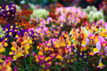 Fairy Bouquet Snapdragon Seeds - Spurred & Baby Mix, Antirrhinum majus, Vibrant Colors, Pollinator Attracting, Annual Flower Seeds