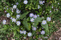 Symphyotrichum shortii Short's Aster Seeds – Native Purple Wildflower for Pollinator Gardens, 100 Seeds