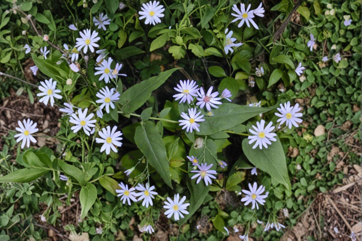 Symphyotrichum shortii Short's Aster Seeds – Native Purple Wildflower for Pollinator Gardens, 100 Seeds