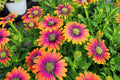 Purple & Yellow Cape Daisy Seeds - Osteospermum ecklonis, Bicolor Blooms, Drought Tolerant, Butterfly Garden, USA Grown, 200+ Seeds