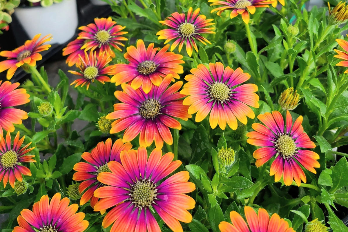 Purple & Yellow Cape Daisy Seeds - Osteospermum ecklonis, Bicolor Blooms, Drought Tolerant, Butterfly Garden, USA Grown, 200+ Seeds