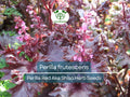 Perilla Seeds 100 Pack – Red Aka Shiso Herb for Asian Cuisine, Heirloom Perilla frutescens, Edible Garnish & Herbal Tea