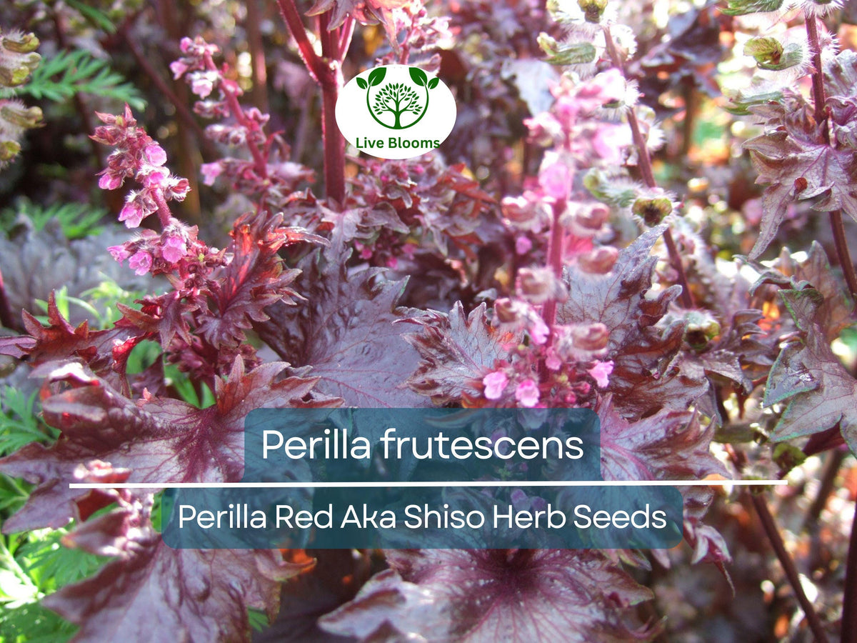 Perilla Seeds 100 Pack – Red Aka Shiso Herb for Asian Cuisine, Heirloom Perilla frutescens, Edible Garnish & Herbal Tea