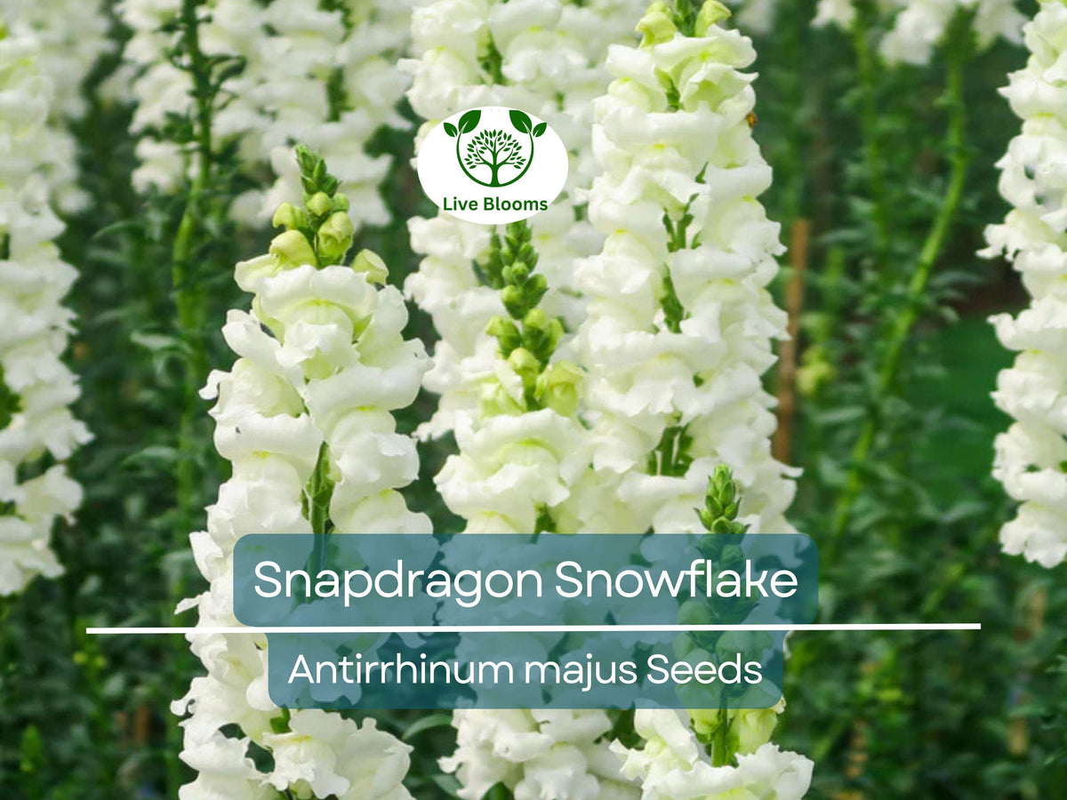 500 Snapdragon Snowflake Seeds – White Blooms, Non-GMO, Easy to Grow, Antirrhinum majus, Garden Flowers, Pollinator-Friendly