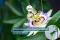 Purple Passion Fruit Plant - Live 10-12" Starter Passiflora edulis for Garden & Culinary Use