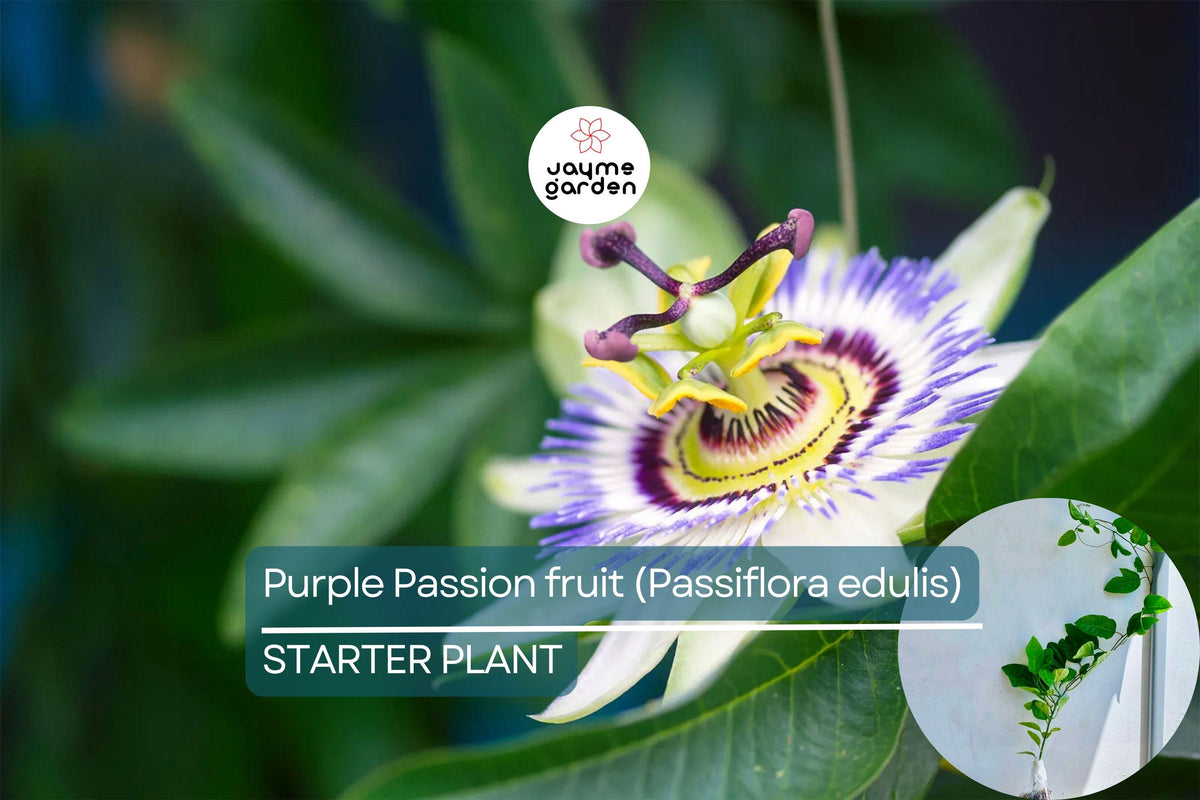 Purple Passion Fruit Plant - Live 10-12" Starter Passiflora edulis for Garden & Culinary Use