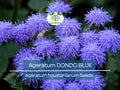 500 Seeds Ageratum Dondo Blue Floss Flower Pollinator-Friendly Monarch Butterfly Attractant Non-GMO