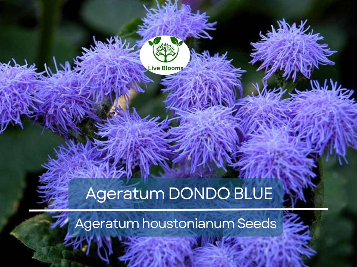500 Seeds Ageratum Dondo Blue Floss Flower Pollinator-Friendly Monarch Butterfly Attractant Non-GMO