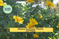 Mexican Sunflower Cuttings | Tithonia diversifolia | Organic Perennial Flowers for Gardens & Landscapes