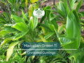 Hawaiian Green Ti Leaf Cuttings, 6-Inch Cordyline fruticosa Starter Logs, Tropical Ornamental Plant for Gardens & Containers
