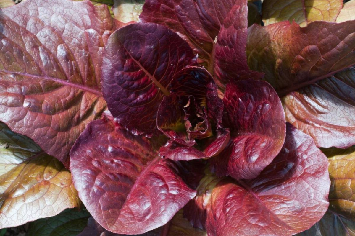 Red Romaine Lettuce Seeds | Organic Non-GMO Heirloom Lactuca sativa for Salads and Containers