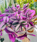 Tradescantia Nanouk Cuttings – 3-4 Inch Live Unrooted Stems with Pink and Green Foliage for Propagation, Indoor & Outdoor Decor