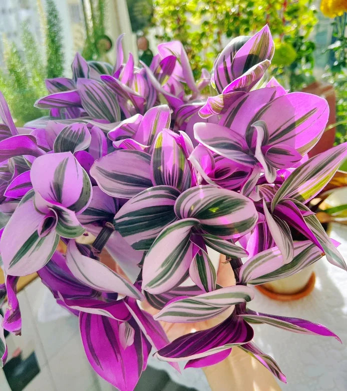 Tradescantia Nanouk Cuttings – 3-4 Inch Live Unrooted Stems with Pink and Green Foliage for Propagation, Indoor & Outdoor Decor