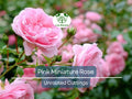 Organic Pink Miniature Rose Cuttings 6" Rosa 'Fairy' Unrooted Grafting & Rooting Plant for Garden & Containers