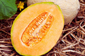 Hale's Best Jumbo Cantaloupe Seeds | Non-GMO Muskmelon Seeds | Cucumis melo | Juicy, Sweet Melon Seeds