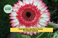 Gerbera Daisy Seeds 200+ Pink-Purple Blooms, Long-Stemmed Annuals, Gerbera jamesonii 'Everglades' for Garden & Cut Flowers