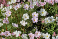 Mountain Phlox Seeds – Native Annual Wildflower for Rock Gardens – Linanthus grandiflorus, Pink to Lavender Flowers