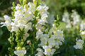 Snowflake Snapdragon Seeds | Antirrhinum majus | White Blooms, Pollinator Attractant, Heirloom, Full Sun, USDA Zones 3-9