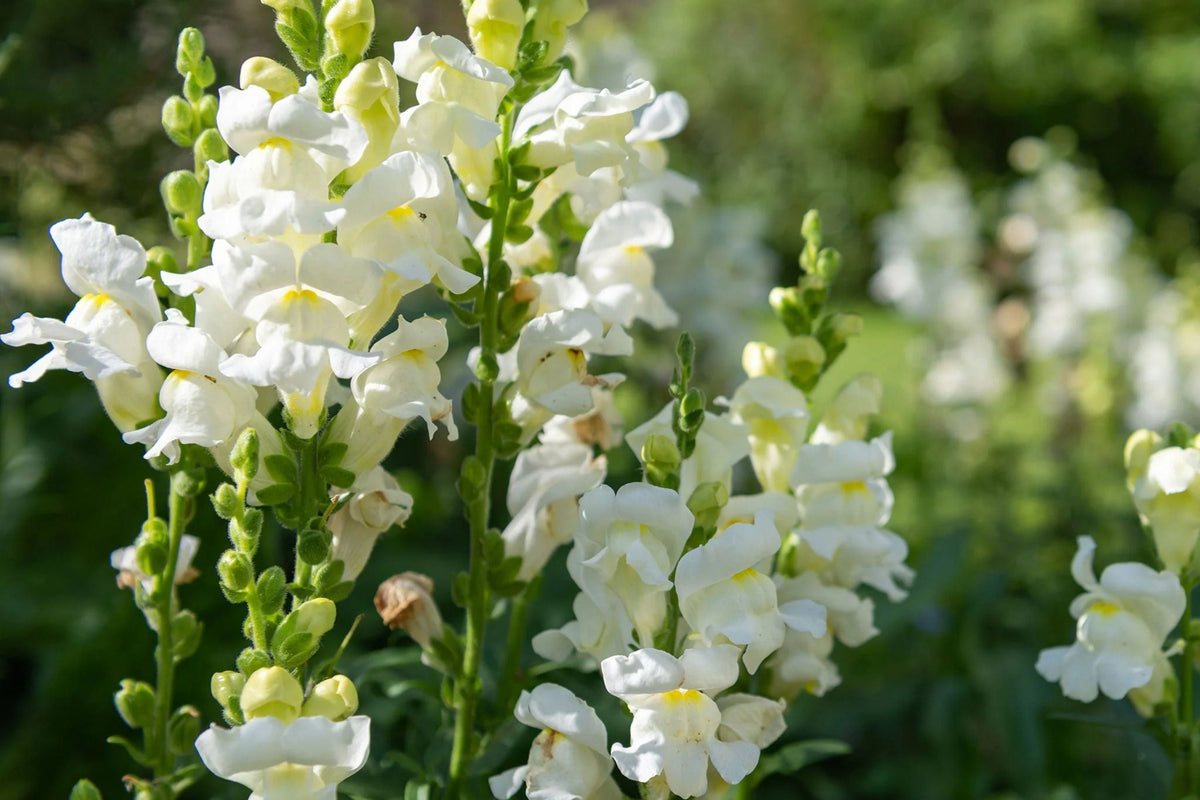Snowflake Snapdragon Seeds | Antirrhinum majus | White Blooms, Pollinator Attractant, Heirloom, Full Sun, USDA Zones 3-9