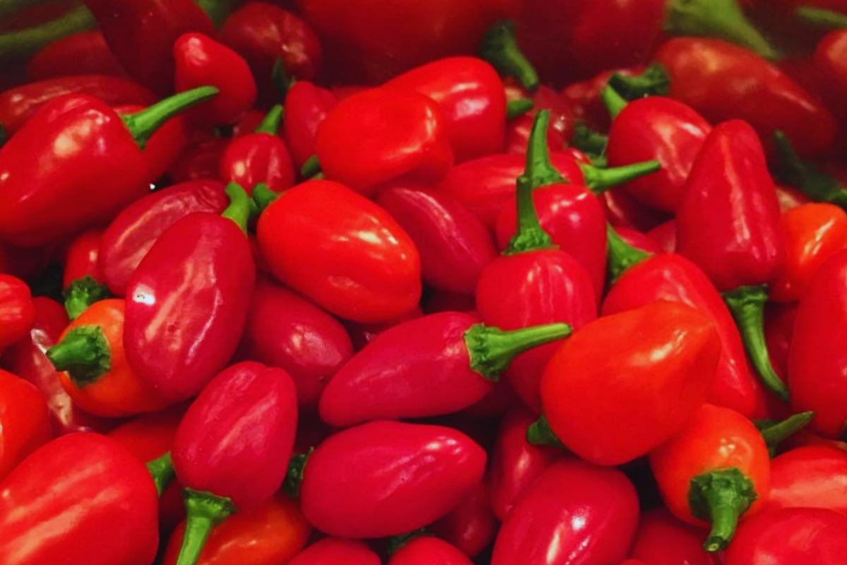 Santa Fe Grande Hot Pepper Seeds, Yellow Guero Chili, Capsicum annuum, Compact Bushy Plant, Non-GMO