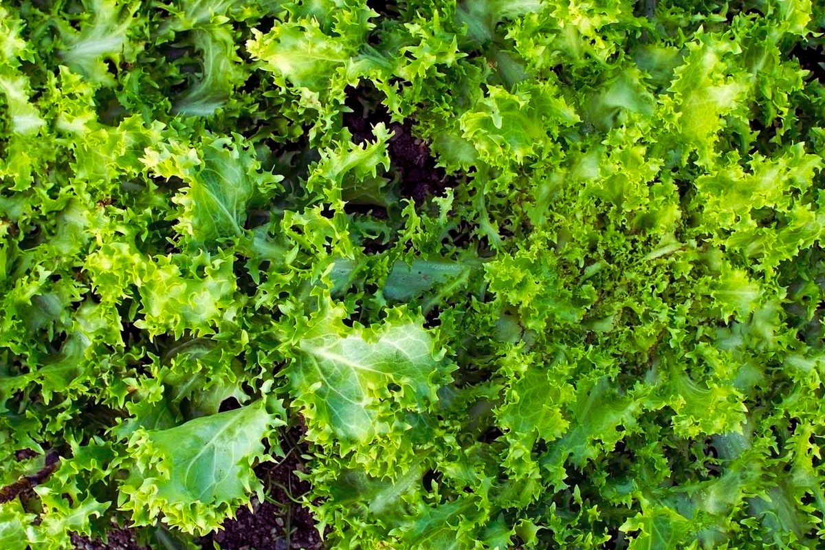 Frisee Endive Seeds - Green Curled Ruffec - Cichorium Endivia Vegetable Seeds for Garden Planting