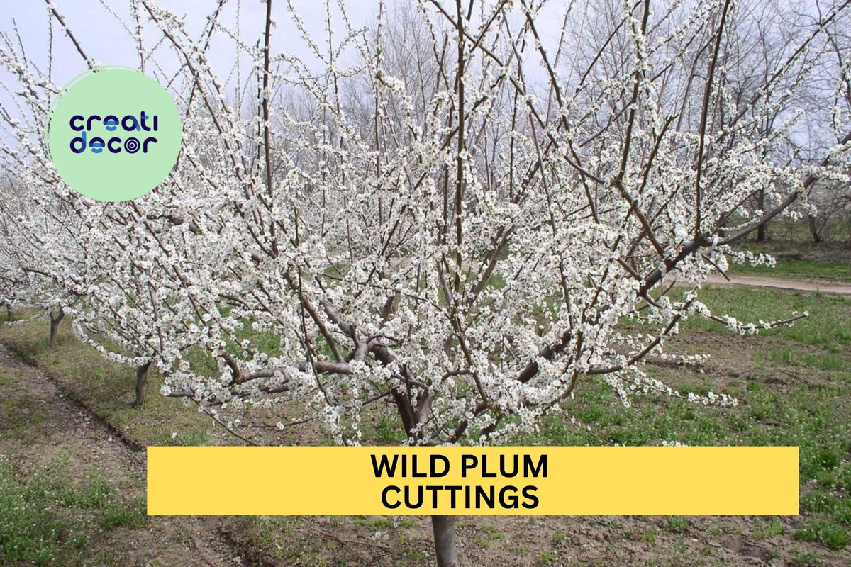 Set of 12 Wild Plum Cuttings – Unrooted Hardwood Cuttings for Propagation, Hardy Edible Fruit Tree for Wildlife & Landscapes – USA