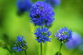 Gilia Capitata Seeds - Queen Anne's Thimbles Blue - Wildflower Seeds - Annual Flower for Garden, Borders & Pollinator Attracting