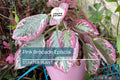 Pink Brocade Episcia Starter Plant | Variegated Flame Violet in 2" Pot | Trailing Indoor Houseplant, Rare Foliage, Vibrant Flowers