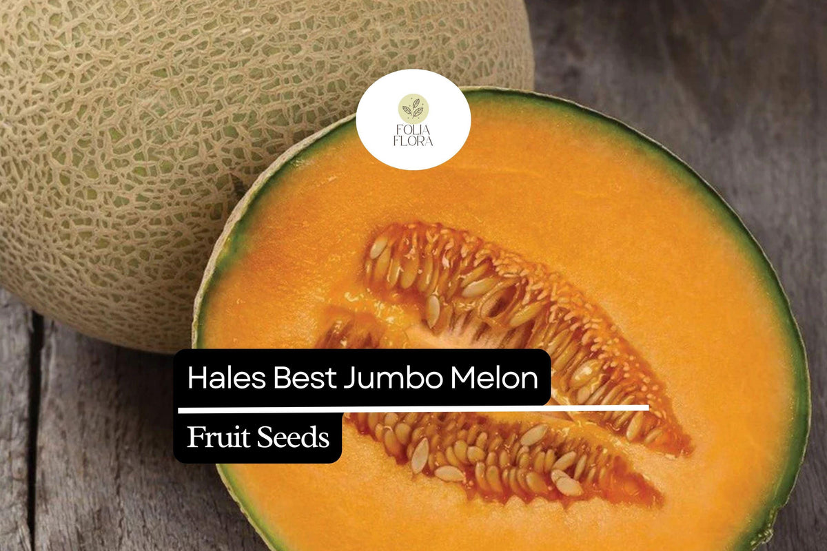 20 Seeds Hales Best Jumbo Cantaloupe Cucumis melo Sweet Juicy Melon for Fresh Eating & Salads