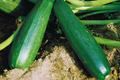 Black Beauty Zucchini Seeds, Summer Squash, NON-GMO, Cucurbita pepo, Compact Bush-Type, Garden Vegetable Seeds
