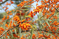 Sea Buckthorn Seeds – Edible Berry Shrub – Hippophae rhamnoides – Medicinal Plant & Nitrogen Fixer