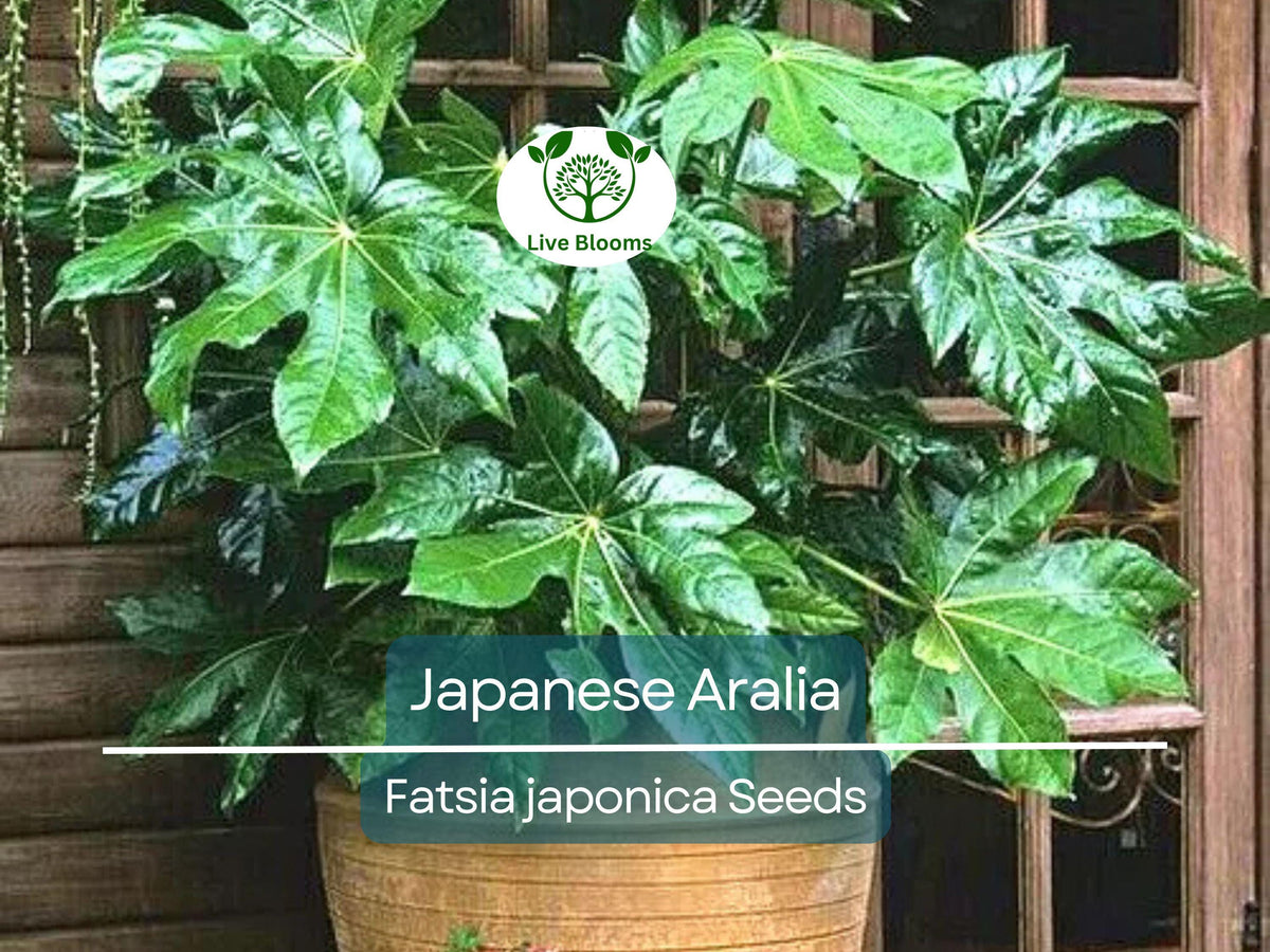 20 Japanese Aralia Seeds | Fatsia japonica Evergreen Shrub for Indoor & Garden, Low-Light Houseplant, Non-GMO, Border Plant