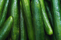 Burpless Cucumber Seeds - Long Summer Hybrid Vegetable Gardening Seeds for Home Growers, Cucumis sativus