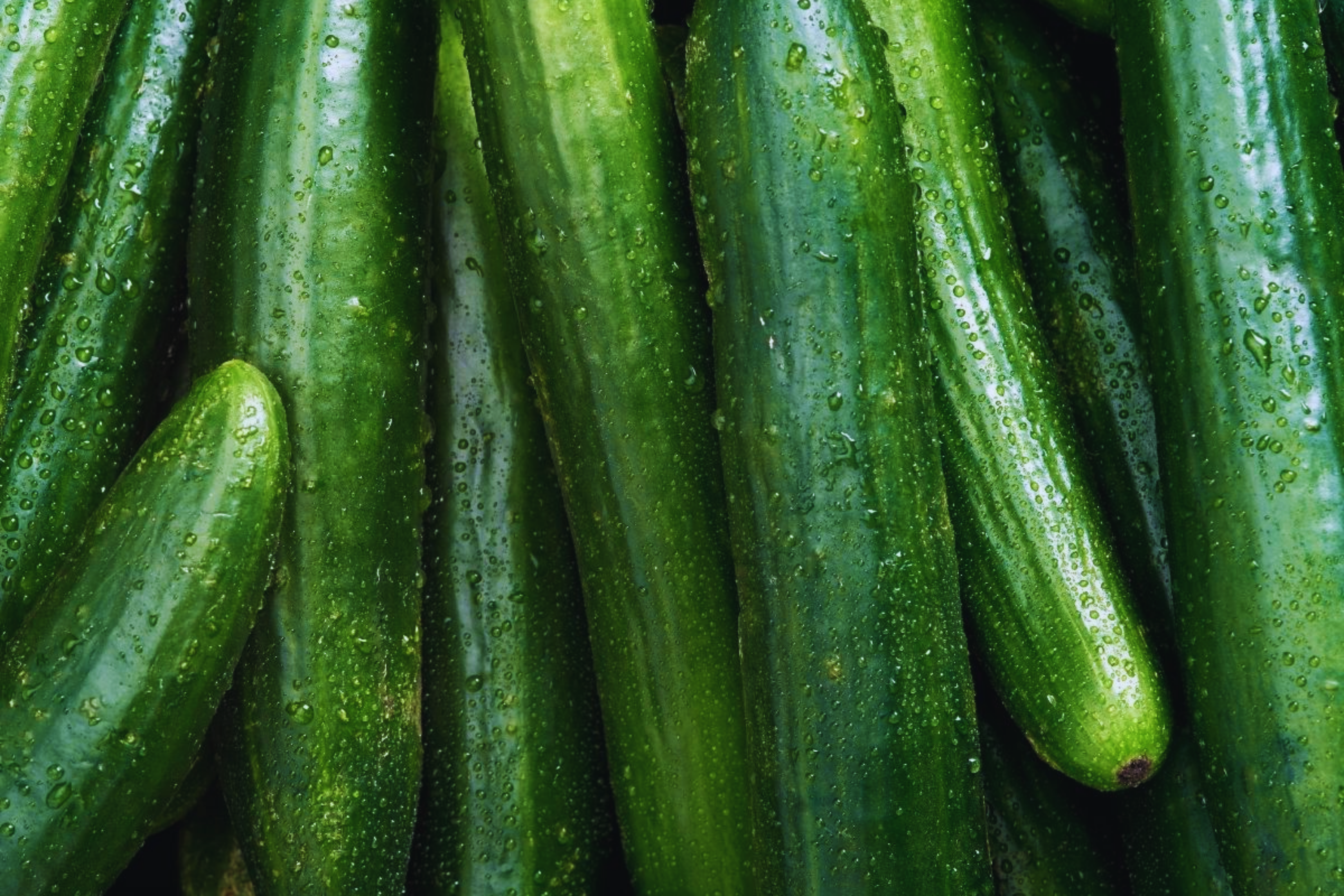 Burpless Cucumber Seeds - Long Summer Hybrid Vegetable Gardening Seeds for Home Growers, Cucumis sativus